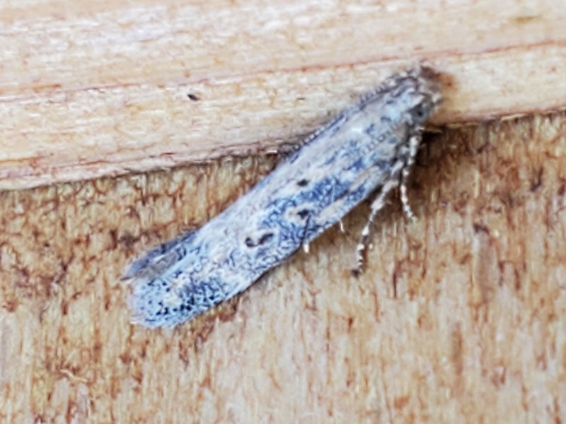 Scrobipalpa ocellatella 